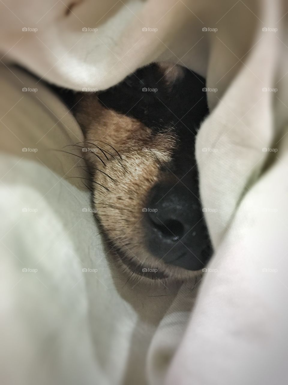 My sweet dog all snuggled up and cozy.