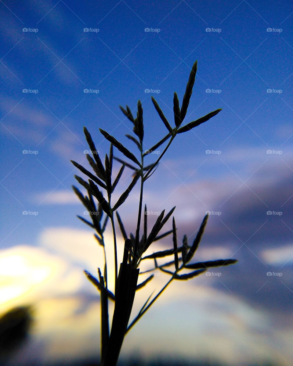 Grass flower with a beautiful blue sky background