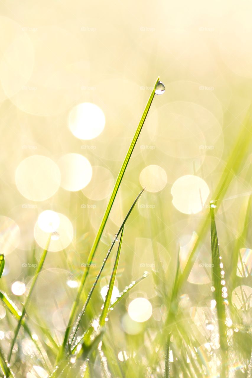 A portrait of a blade of grass in  lawn with a water droplet hanging from it. The bokeh balls in the back of other dew drops make the scene really epic.