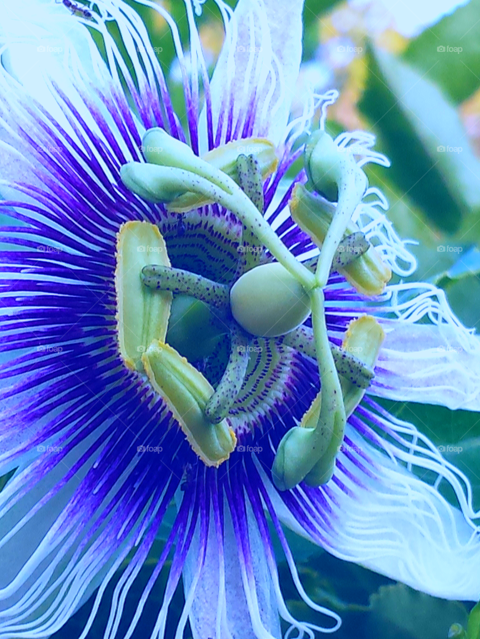 "Purple & White Passion Flower"