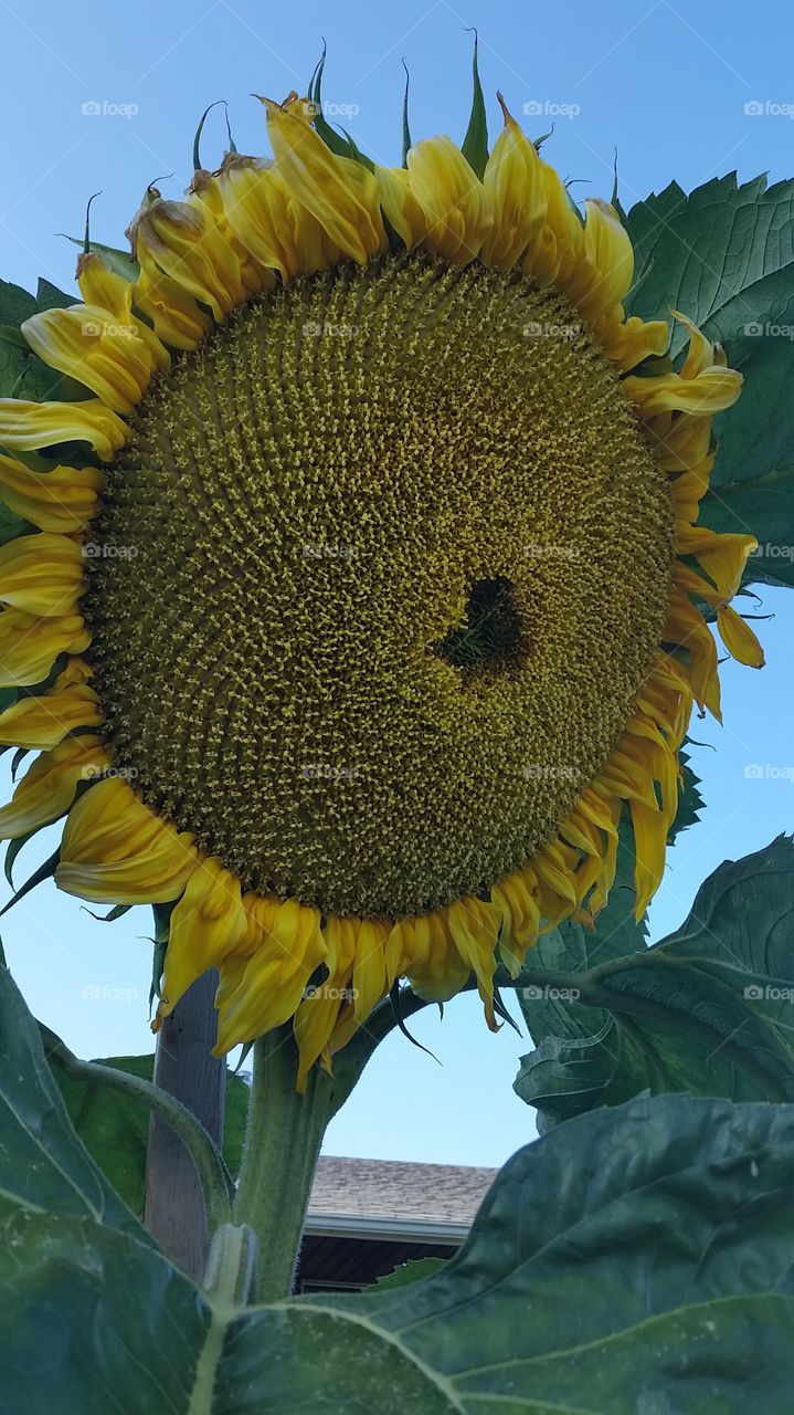 gigantic sunflower