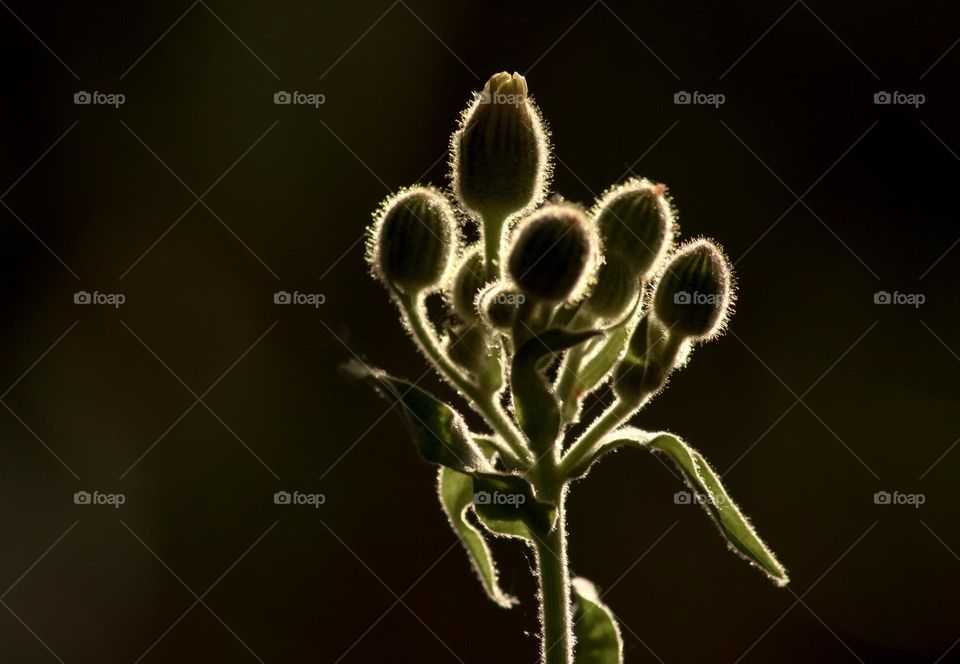 Small flower buds, backlit by the late afternoon sun