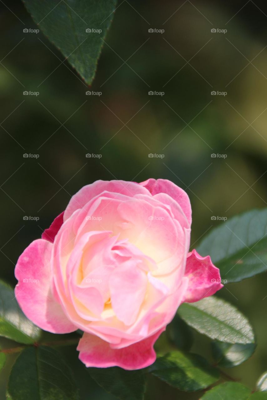 Pink Camellia:It is your love that makes me more beautiful and overcome difficulties