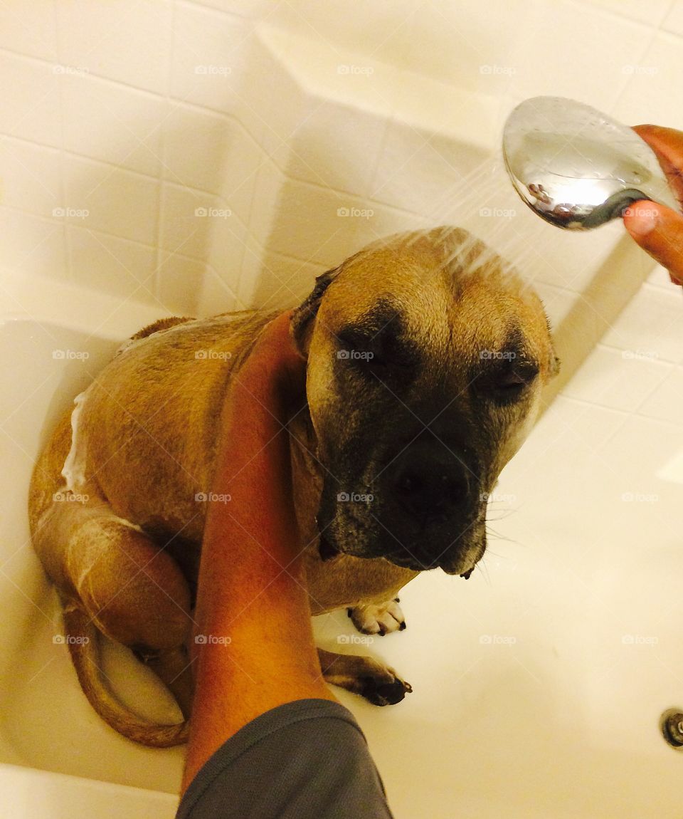 My dog enjoying his bath