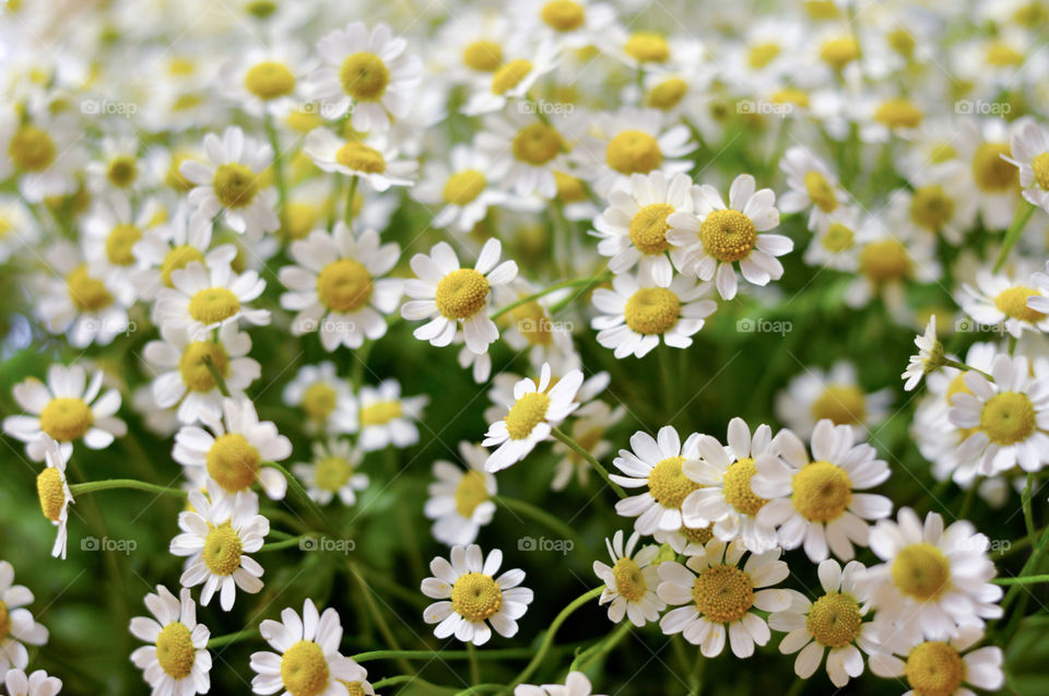 Chamomile 