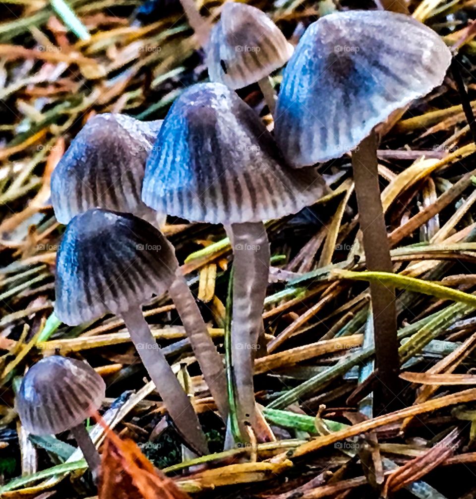Fungi Family