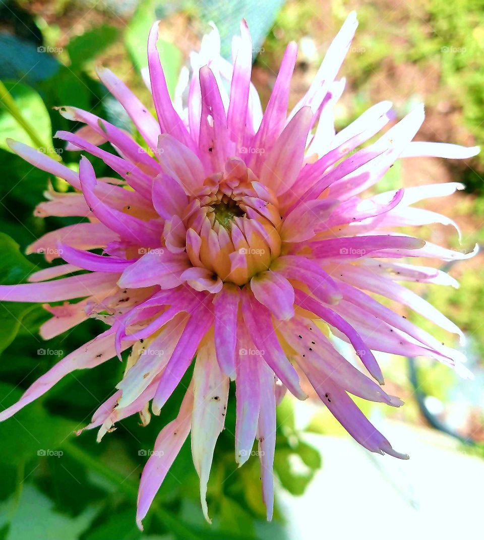 Pink chrysanthemum in bud phase, shaded, partly in su .