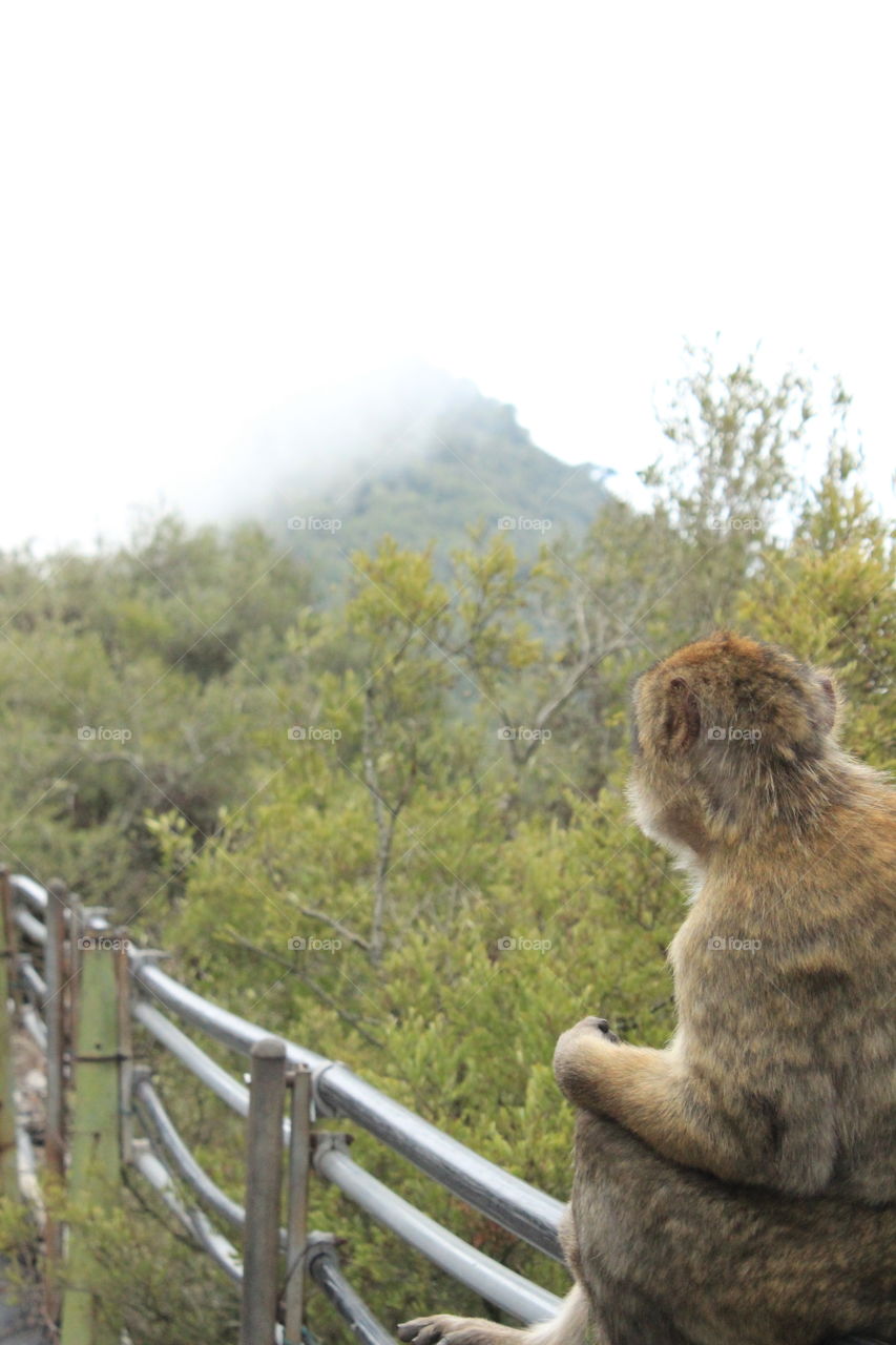 Contemplating life. Gibraltar 