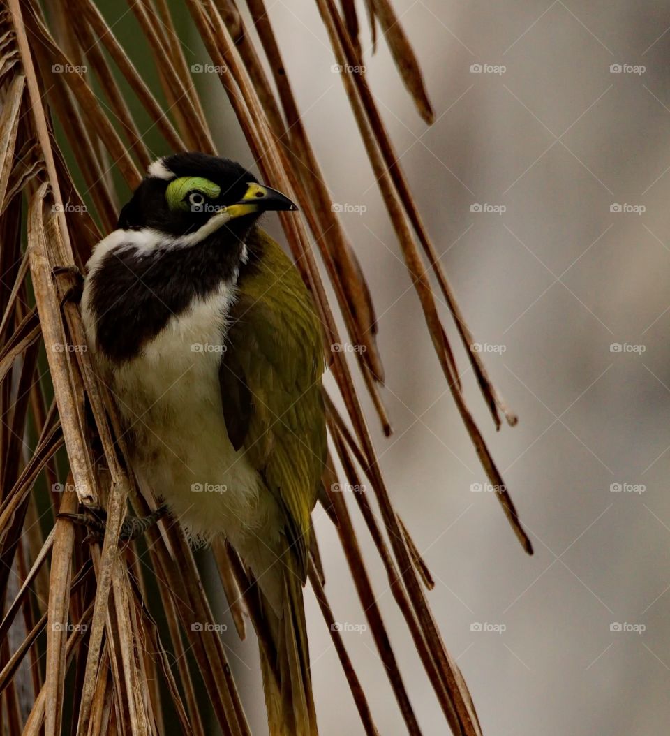 juvenile blue faced honeyeater