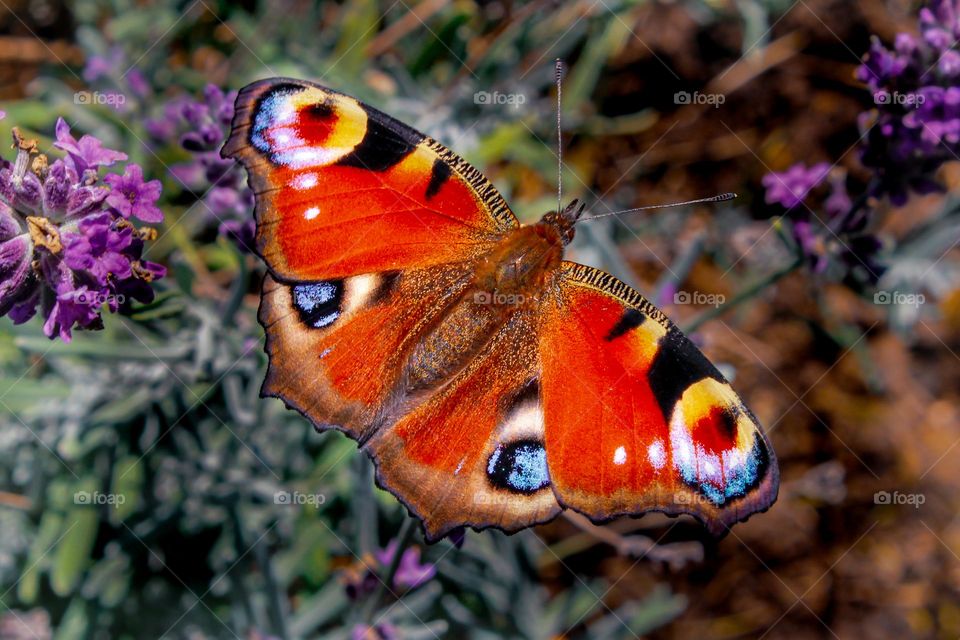 Peacock butterfly