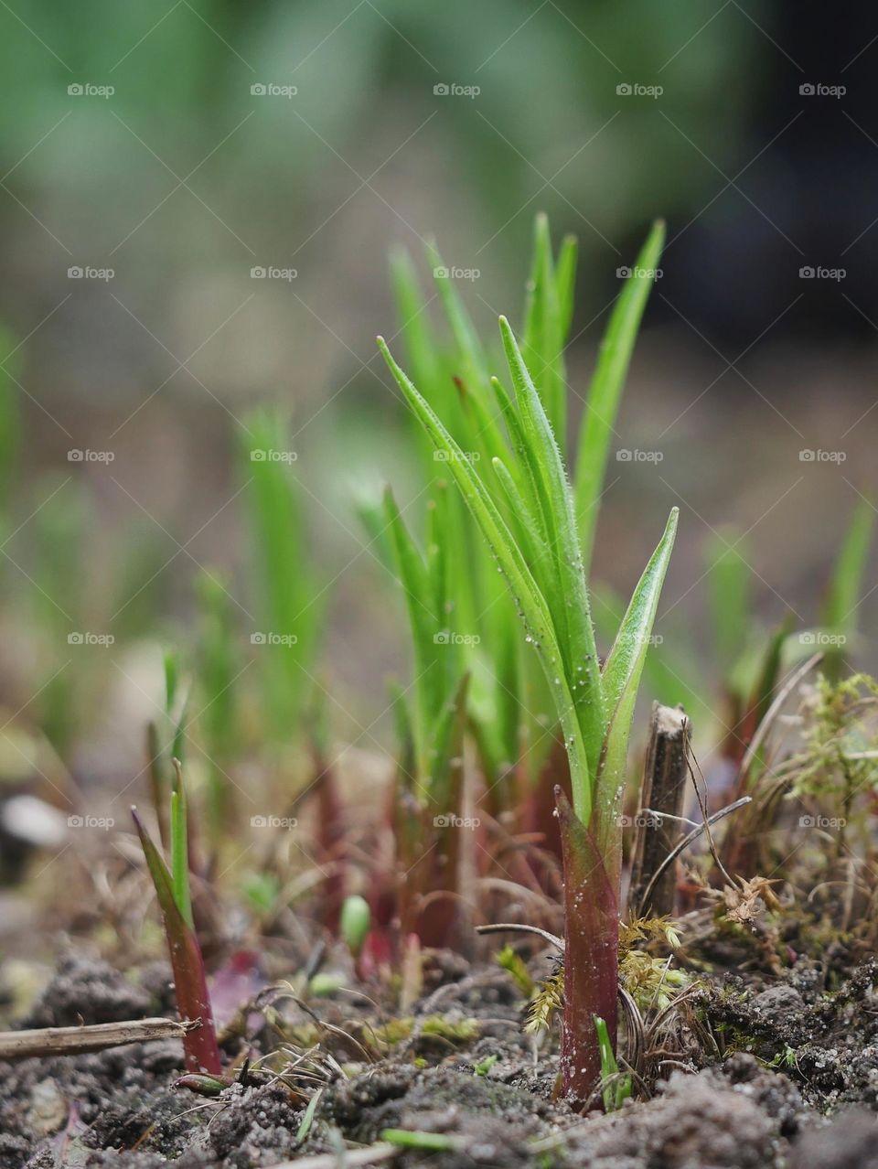 Growing plants