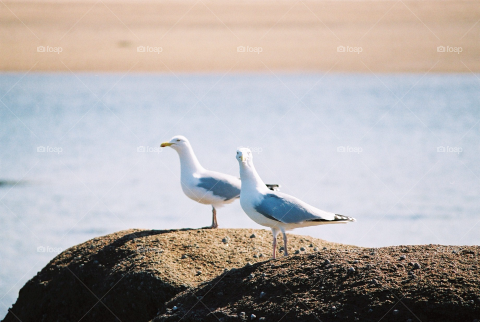 ocean birds seagull nature by izabela.cib