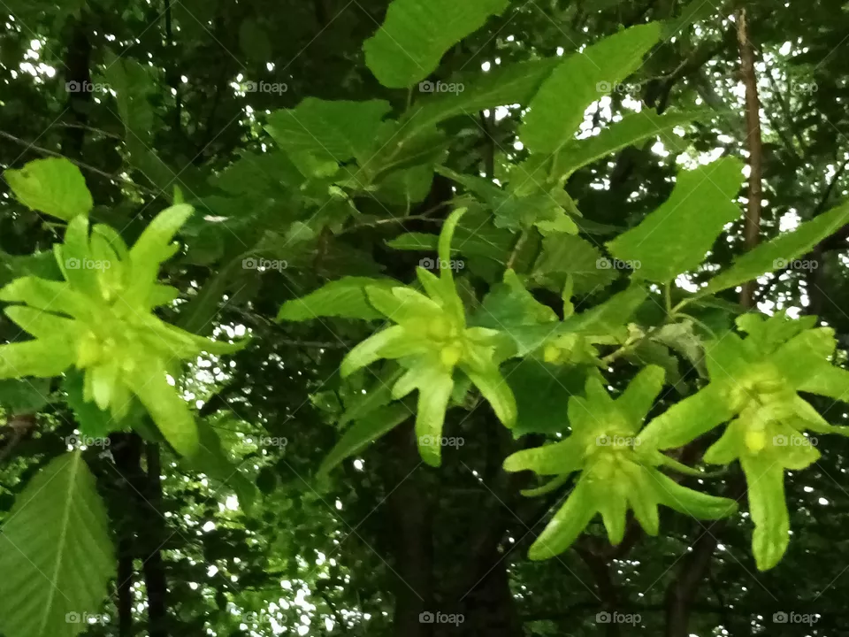 Baum