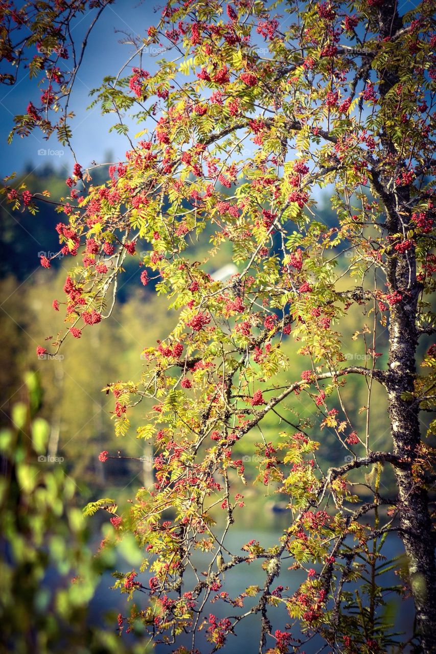 Rowan fall color