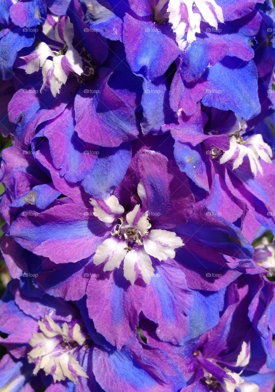 Full frame of flowers in spring