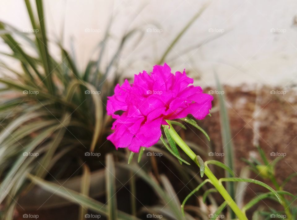 isn't it beautiful ?