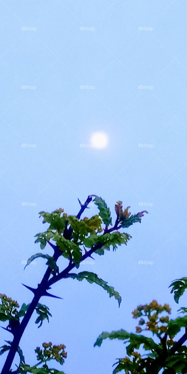 the monlight above the trees