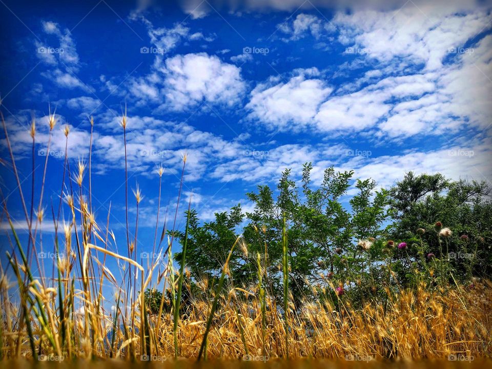 War is war, but the summer is on schedule 🍉

#place #summer #nature #admiralo #nopeople #tranquility #sky #grass #trees