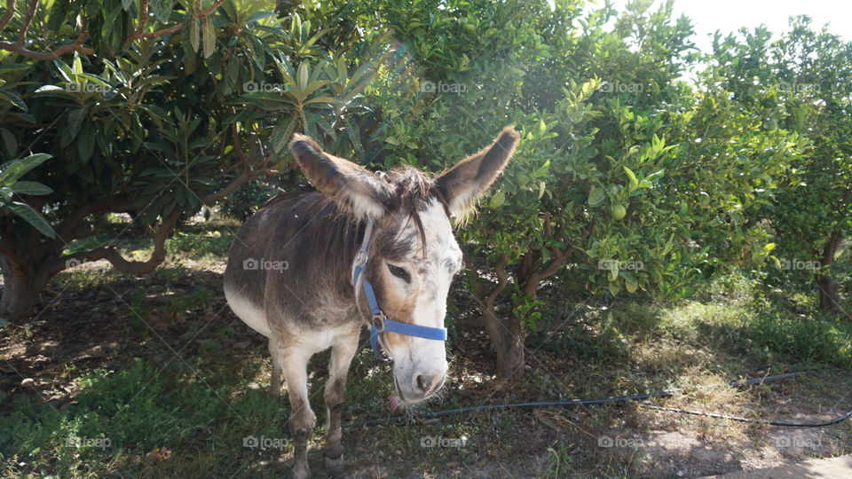 Donkey#animal#wild#nature#trees#pose