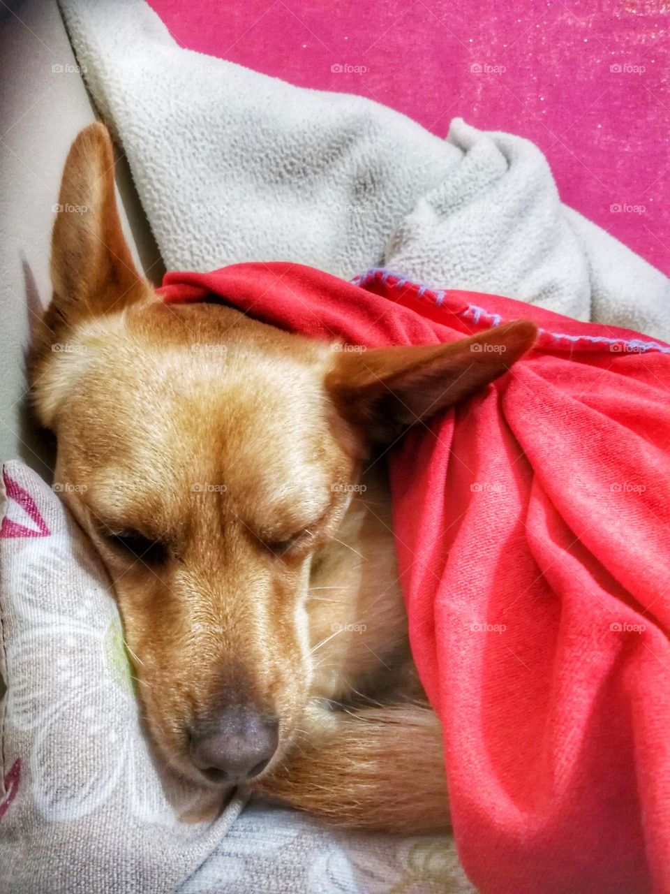 cute little puppy sleeps covered with a red blanket