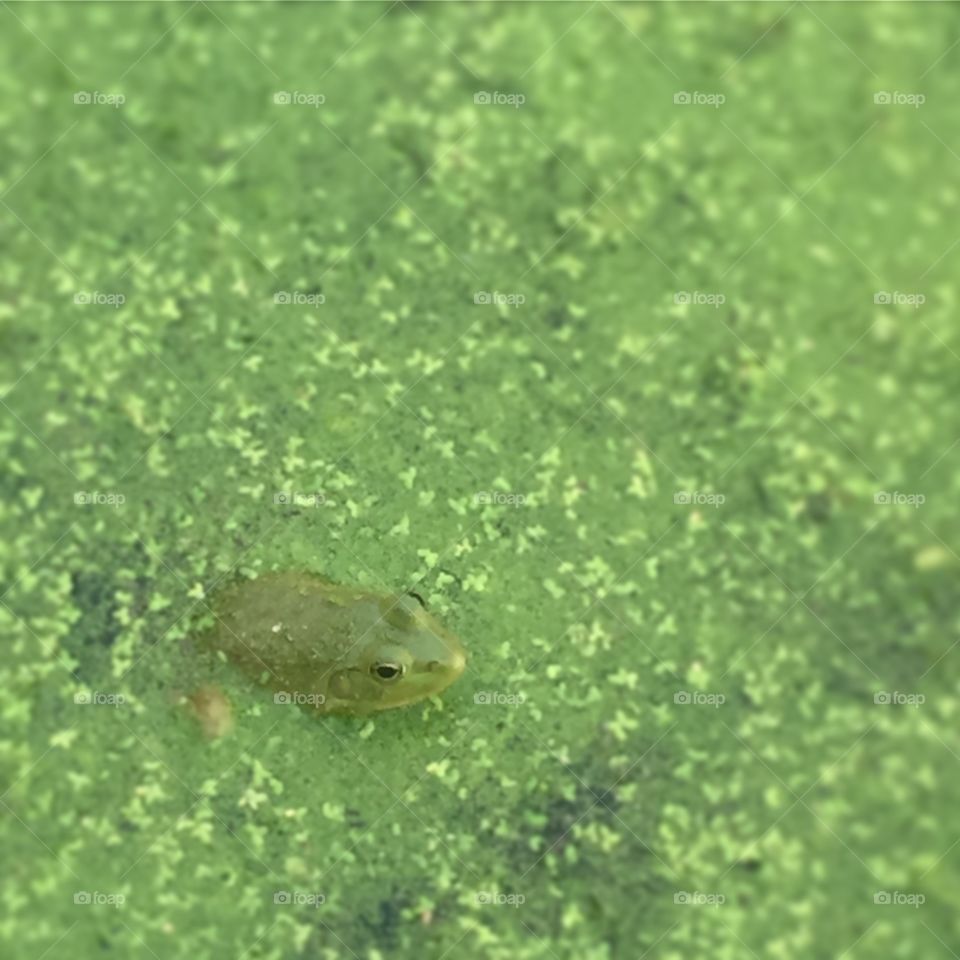 Moss frog green