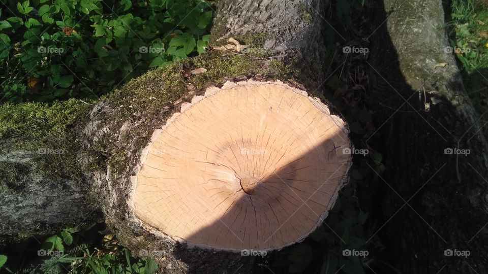 Wood, Tree, Nature, No Person, Outdoors