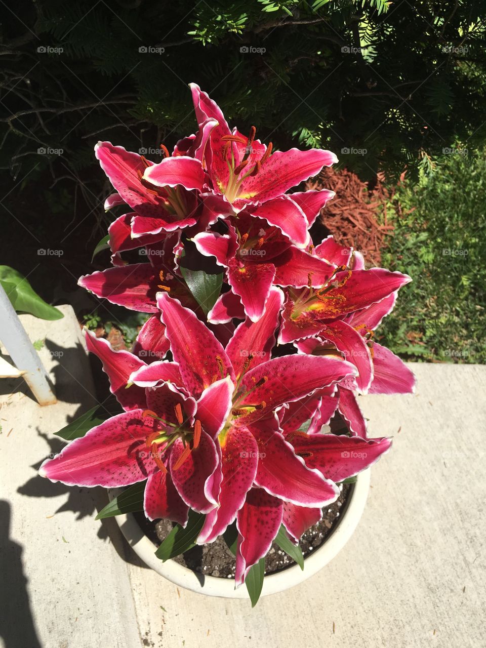 Oriental lily bloom 