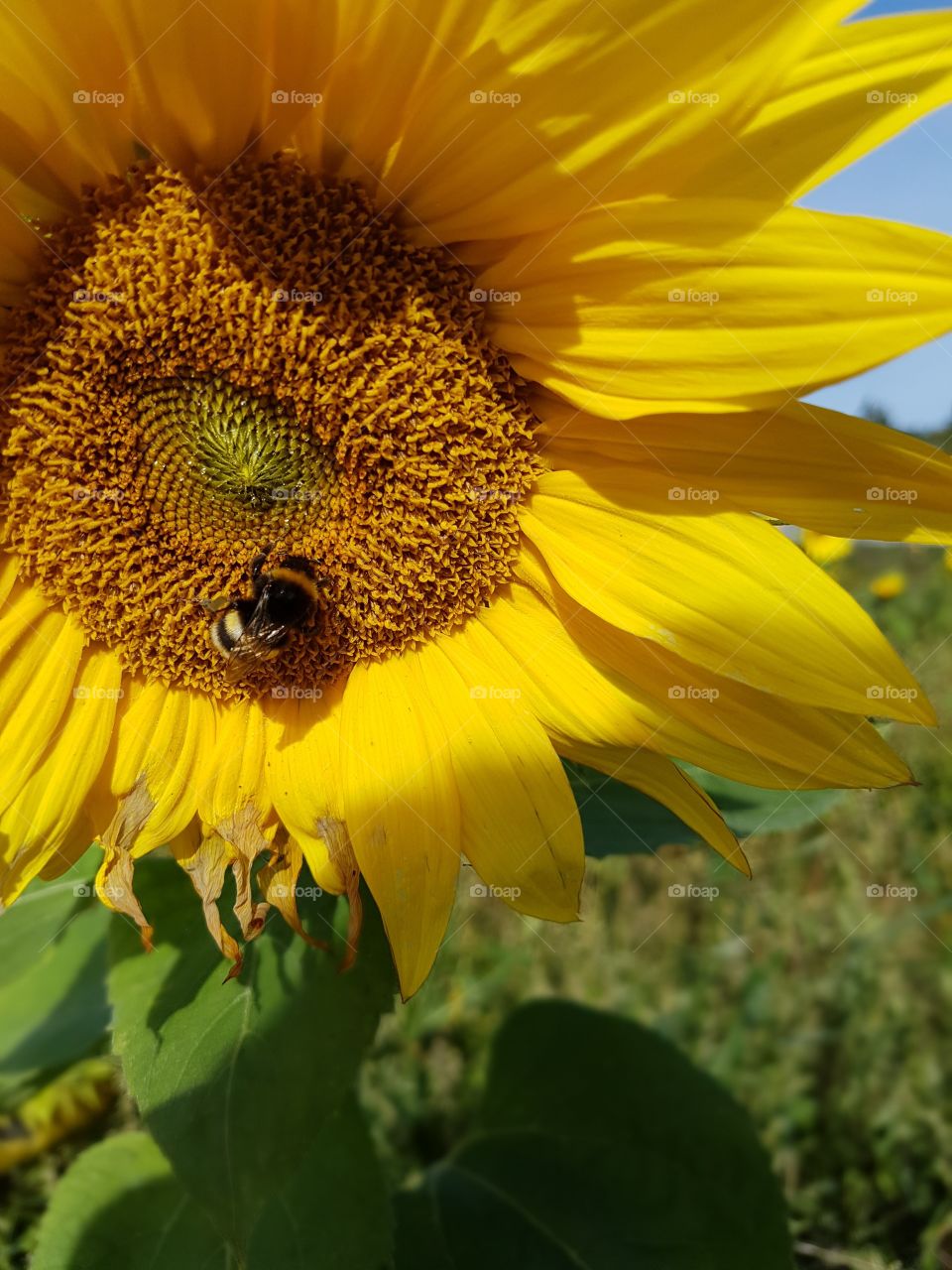 Sunflower and humble bee