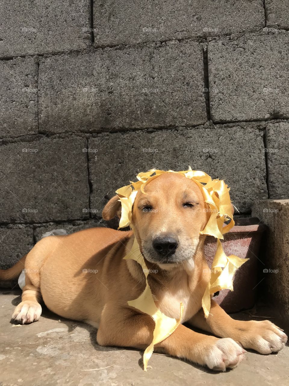 Gold Dog