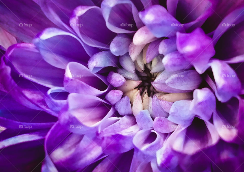 Purple Mum close up