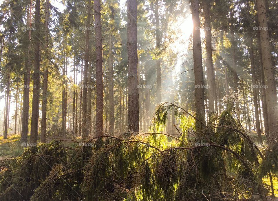 An early Morning in the forest