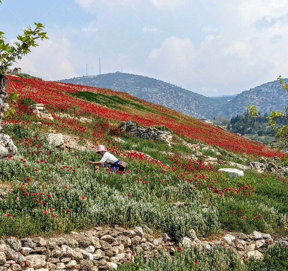 Took a photo for red corn poppy flower! the red and white flowers field on the hill were so exciting and so beautiful.