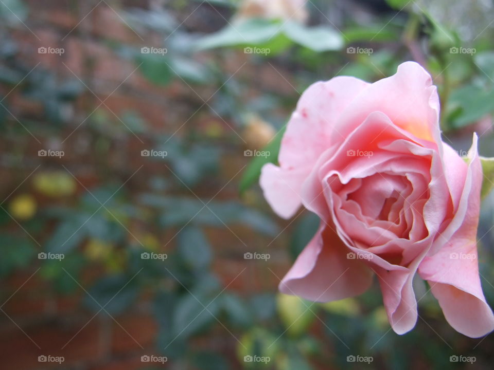 Pink Rose close-up