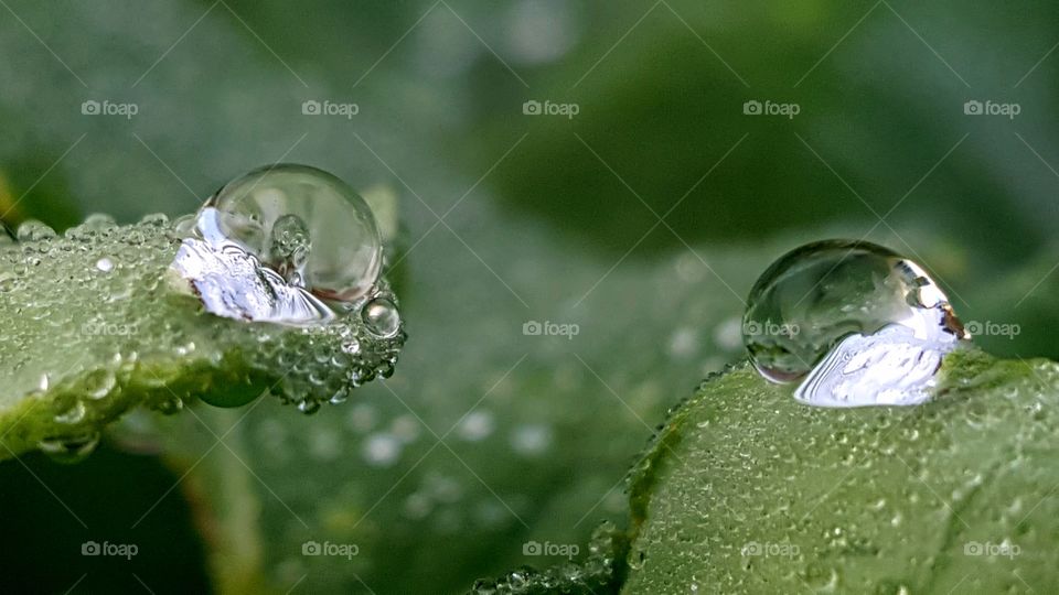 Dew on the leaves in the morning.