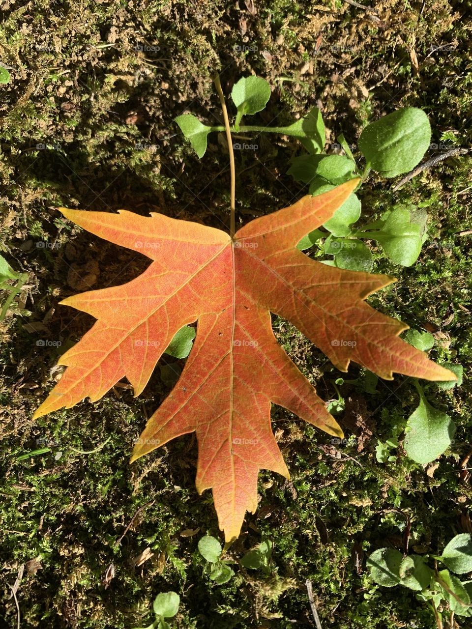 composition on the grass of colorful maple leave
