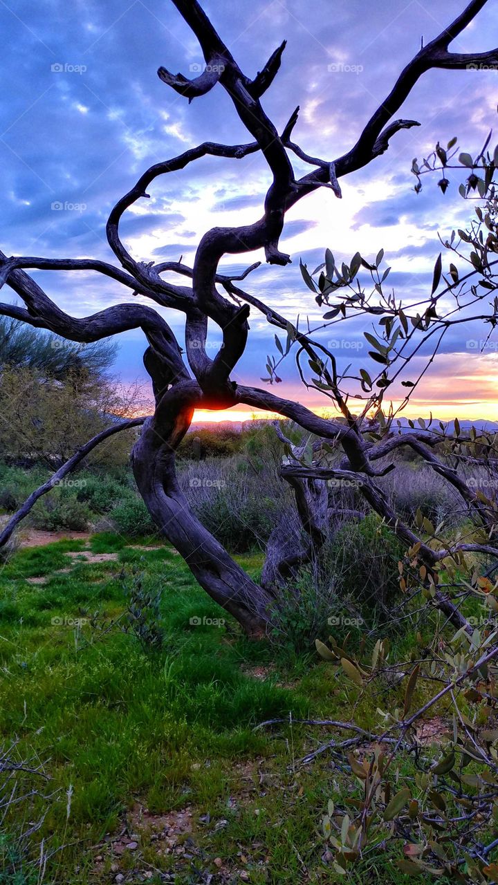 Sunrise caught beneath the silhouette of a desert tree.