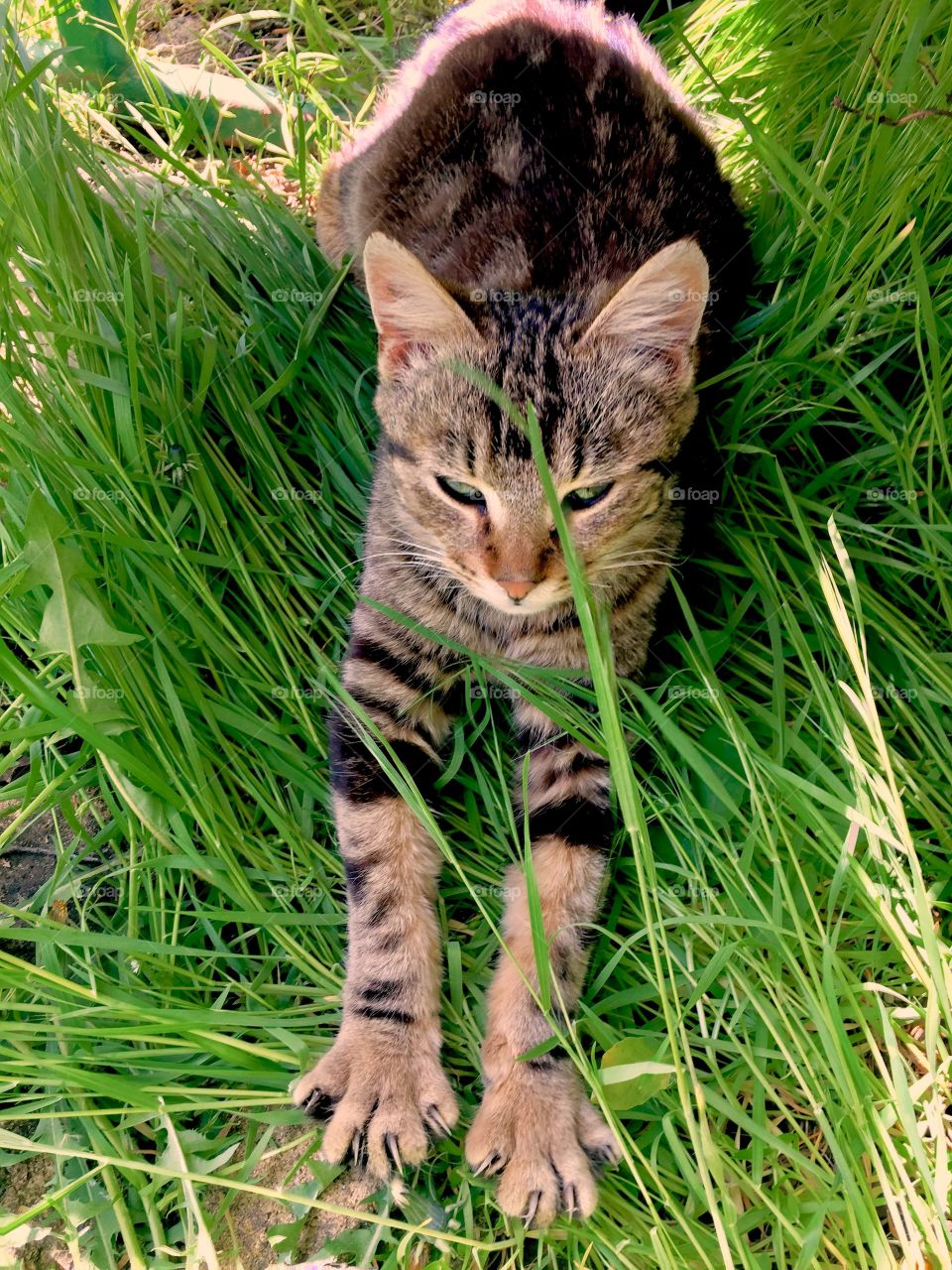 Cat on the grass 