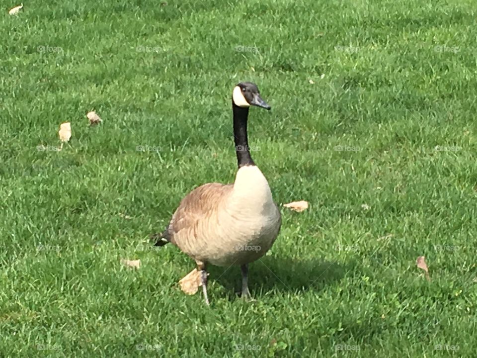Not a duck duck goose goose CNET sure on our pharmacy on grand rapids Michigan spring time love is in the air