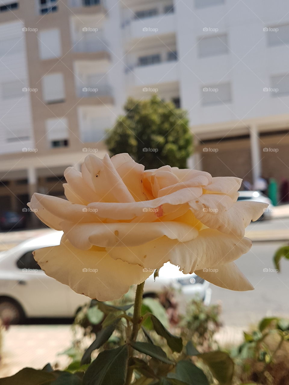 flower morroco maroc Morocco Africa flowery roses