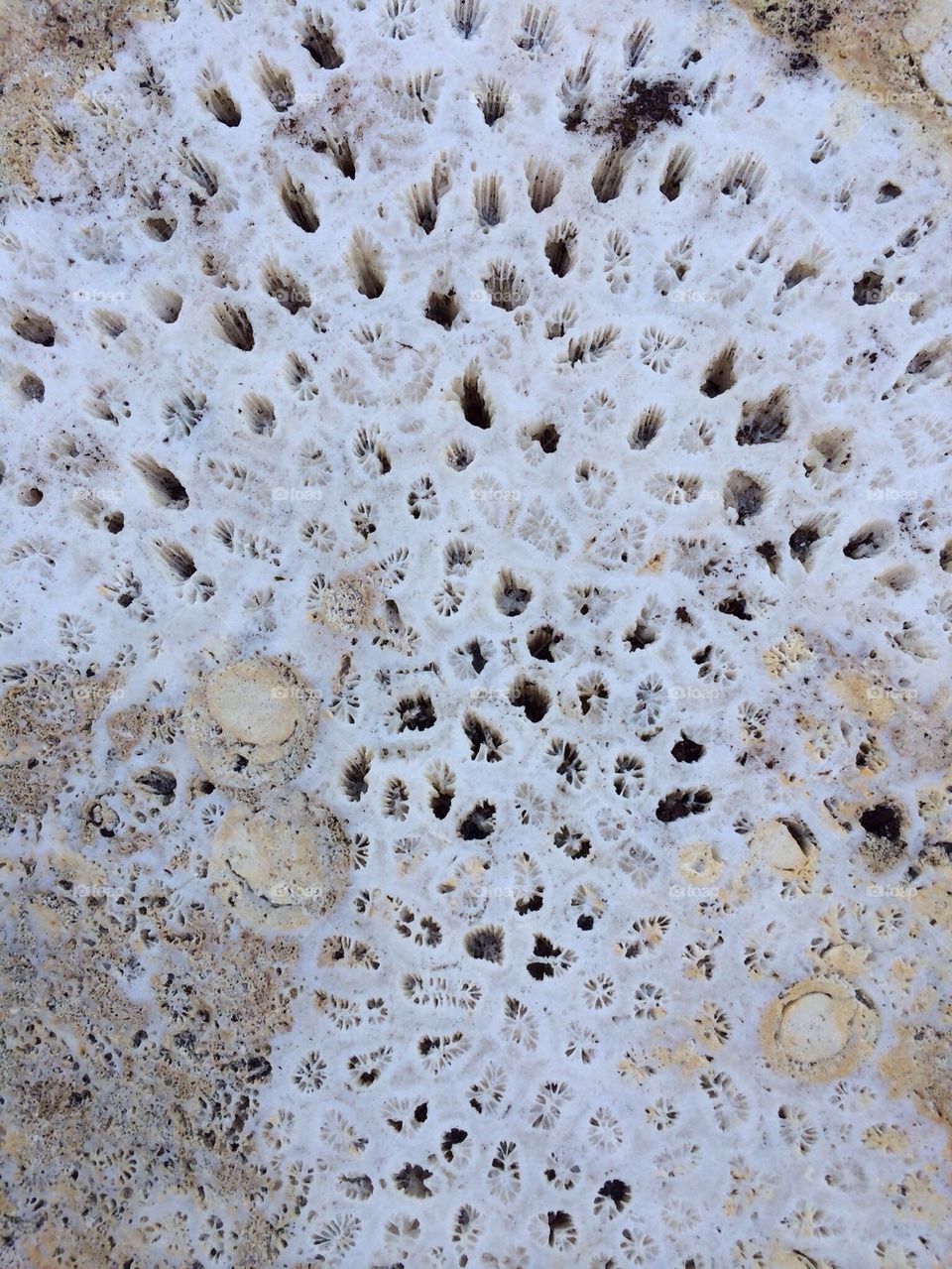 Coral tile 