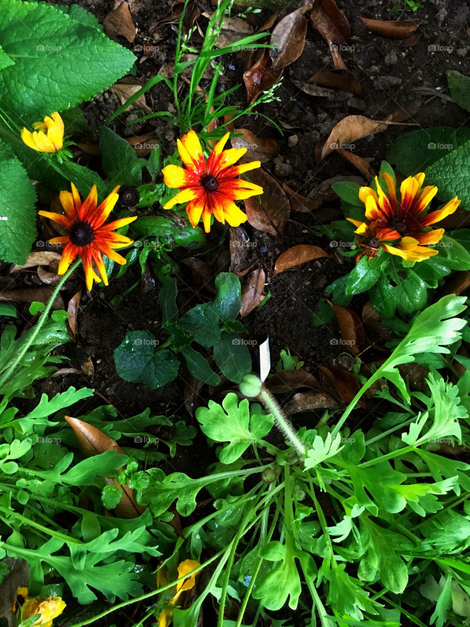 Lindas flores amarillas