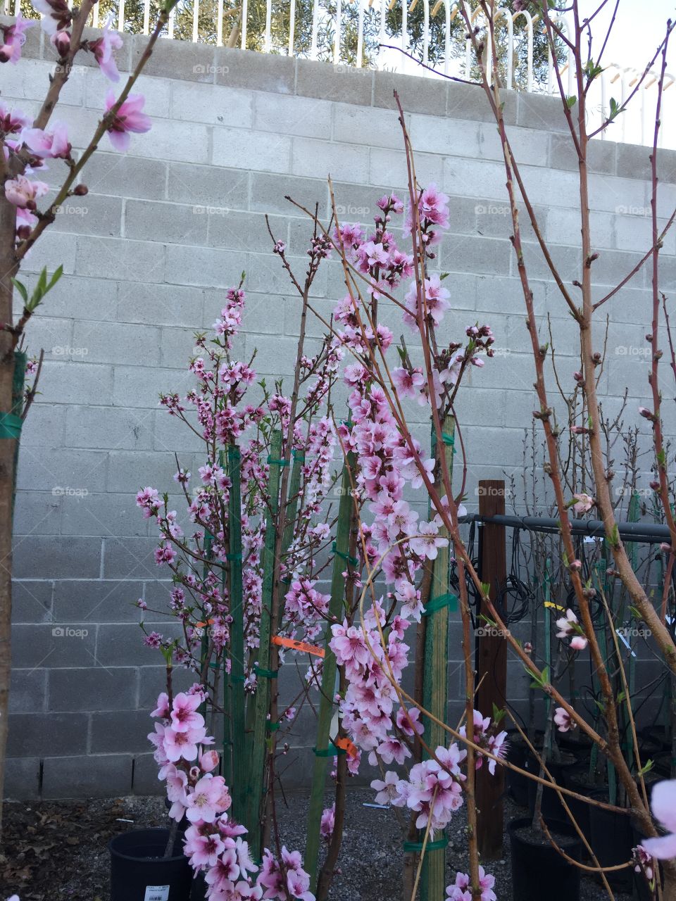 Bloom
Blossom
Spring