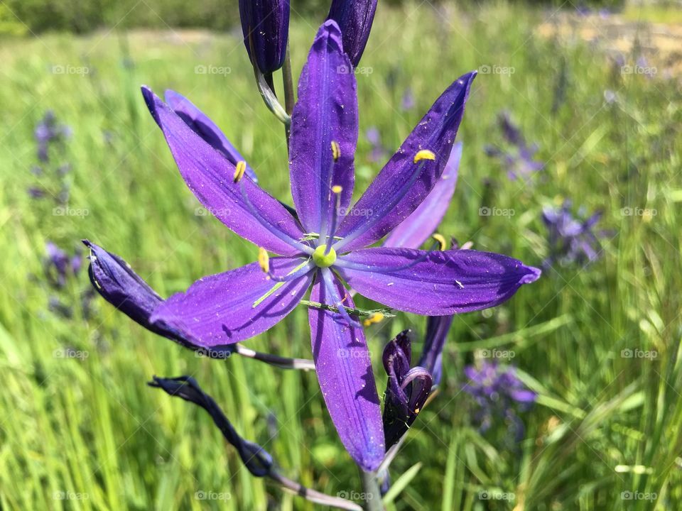 Purple flowers 