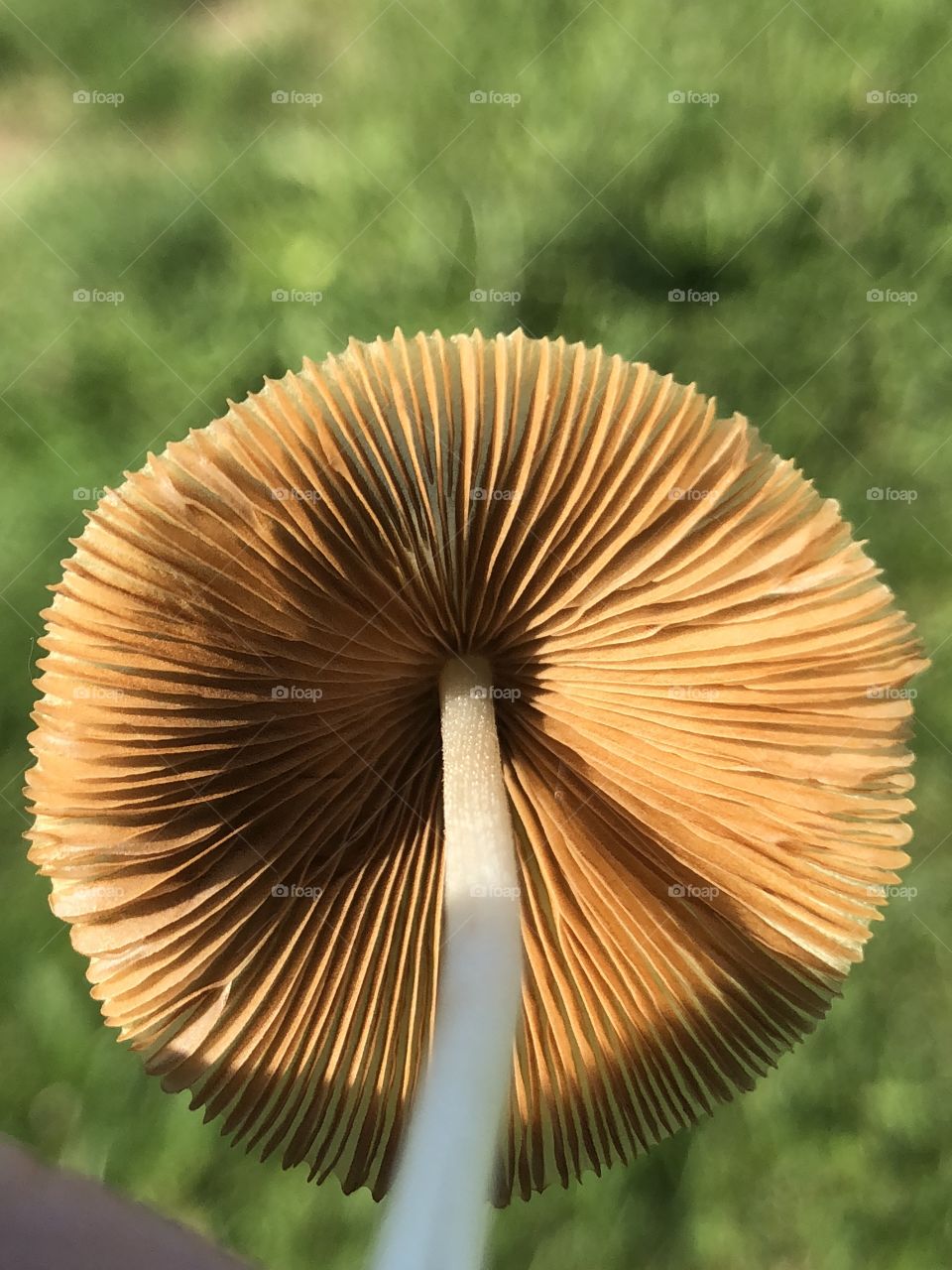 Mushroom 