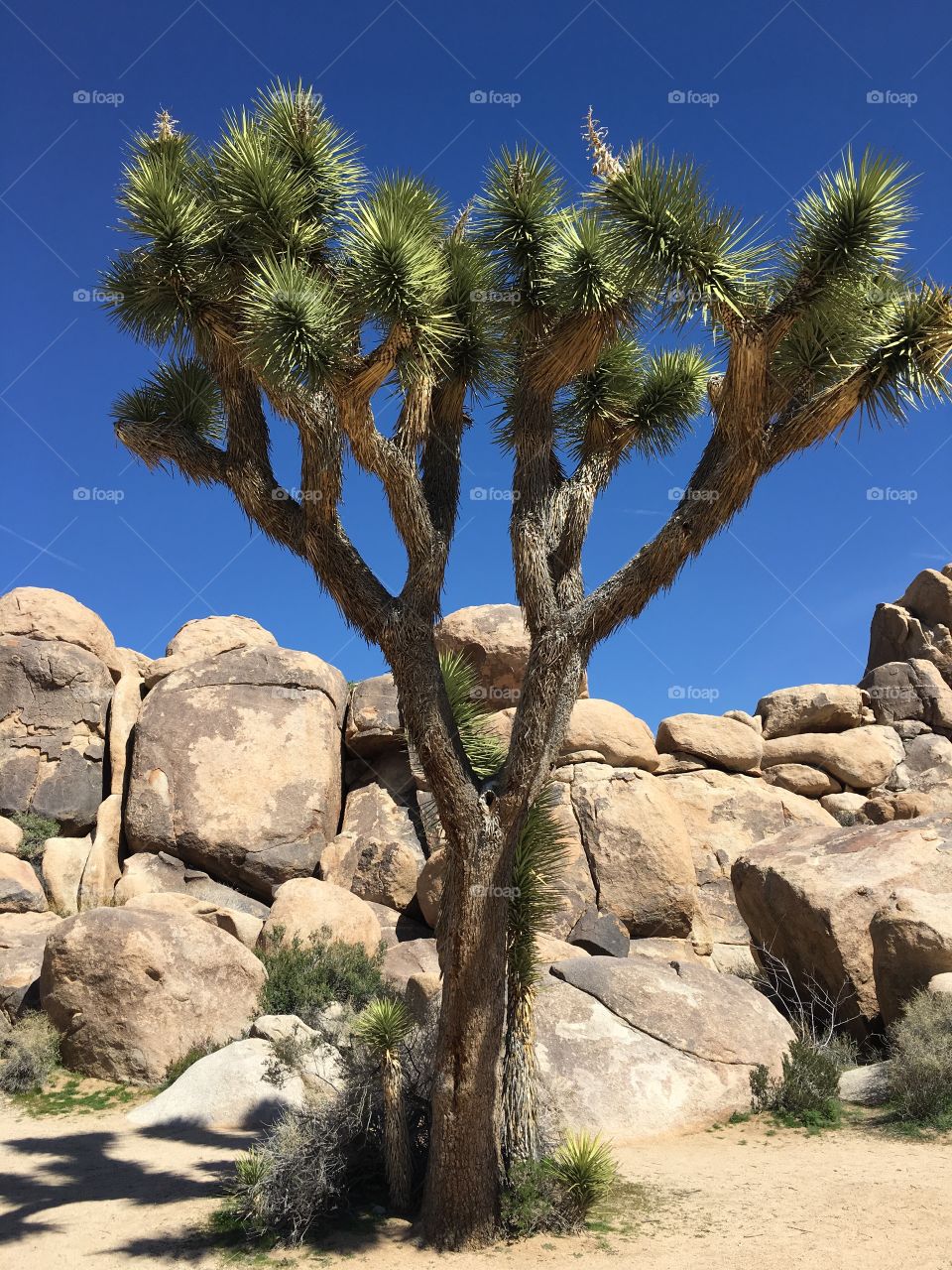Joshua Tree