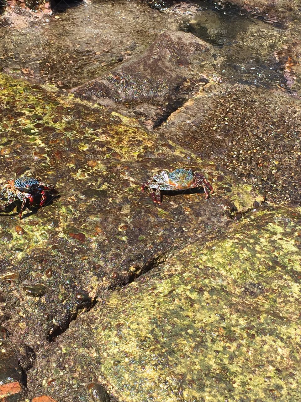 2 colorful crabs!!