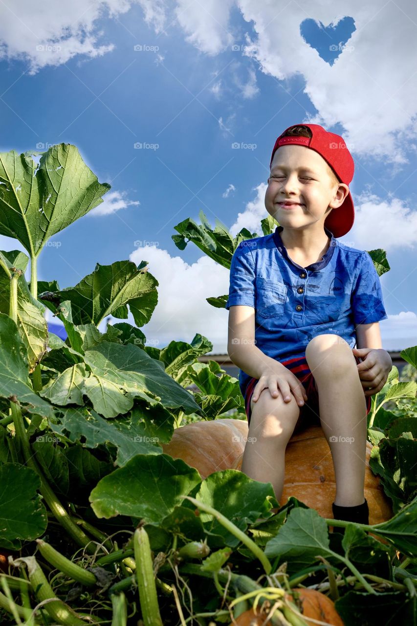 harvest huge pumpkins in the garden and a child