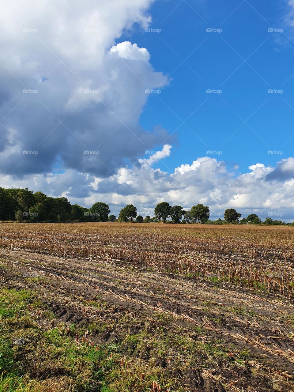 blue sky and clouds-- harvest field