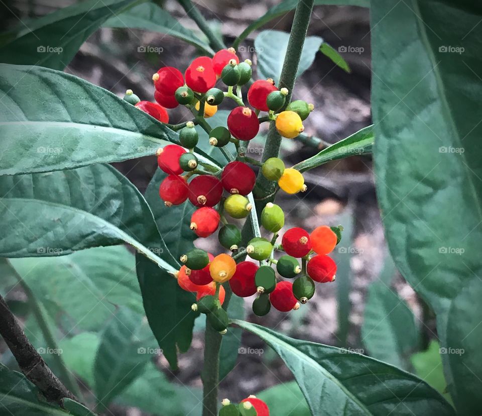 Multicolored Autumn berries.