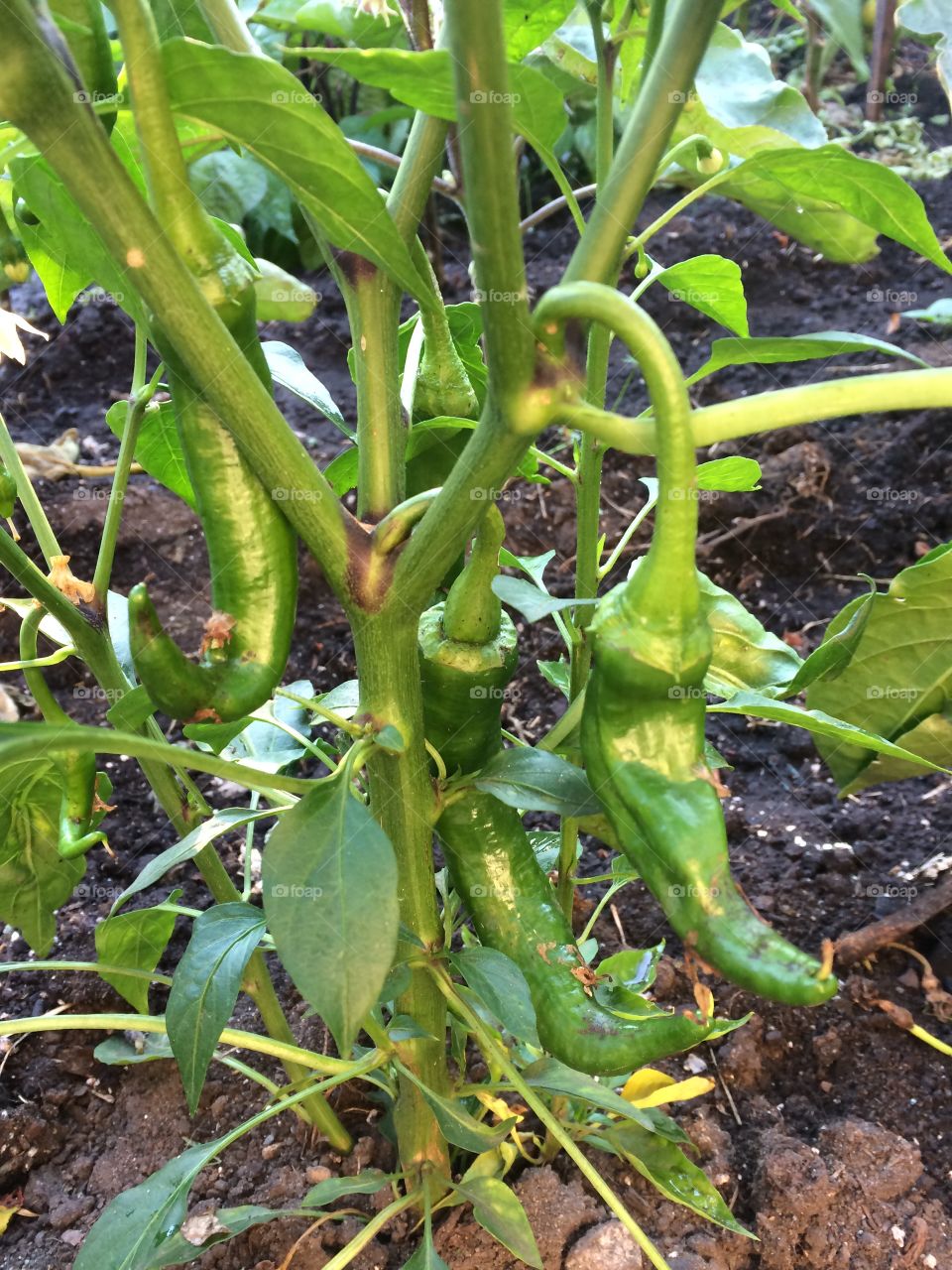 Peppers from the garden! Huge harvest this year! 
